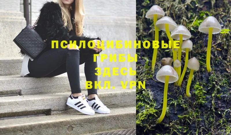 что такое   Краснослободск  Псилоцибиновые грибы Psilocybine cubensis 